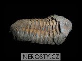 trilobit calymene flexi