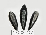 ortoceras