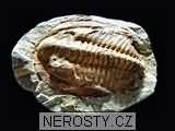 trilobit + cambropallas telesto