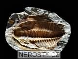 trilobit + cambropallas telesto