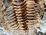 trilobit + cambropallas telesto