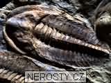 trilobit + cambropallas telesto
