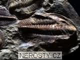 trilobit + cambropallas telesto