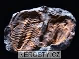 trilobit + cambropallas telesto