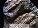 trilobit + cambropallas telesto