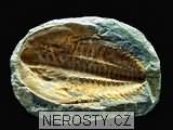 trilobit + cambropallas telesto