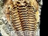 trilobit + cambropallas telesto