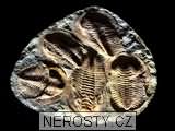 trilobit + cambropallas telesto