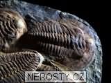 trilobit + cambropallas telesto