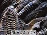 trilobit + cambropallas telesto