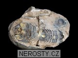 trilobit + diacalymene