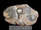 trilobit + diacalymene