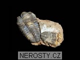 trilobit + diacalymene