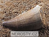 zub + mosasaurus anceps