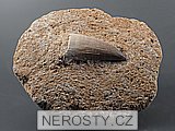 zub + mosasaurus anceps