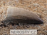 zub + mosasaurus anceps