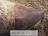 zub + mosasaurus anceps