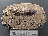 zub + mosasaurus anceps