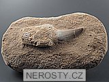 zub + mosasaurus anceps