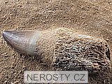 zub + mosasaurus anceps