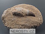 zub + mosasaurus anceps