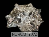 amonit + mammites nodosoides