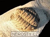 trilobit + vce neureno
