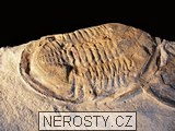 trilobit + asaphus