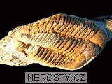 trilobit + vce neureno