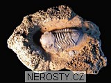 trilobit