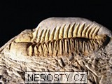 trilobit + vce neureno