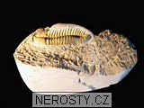 trilobit + vce neureno