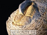 trilobit + vce neureno