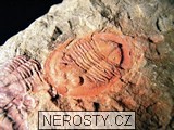 trilobit + asaphus