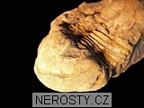 trilobit + illaenus sp. + ectillaenus? perovalis