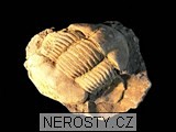 trilobit, MinasGerais