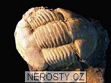 trilobit + illaenus sp. + ectillaenus? perovalis