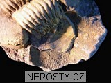 trilobit + illaenus sp. + ectillaenus? perovalis