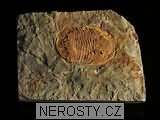 trilobit