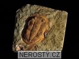 trilobit, MinasGerais
