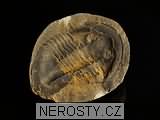 trilobit + asaphus sp.