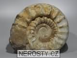 amonit + kranosphinctes sp.
