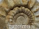 amonit + kranosphinctes sp.