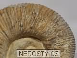 amonit + procheloniceras sp.