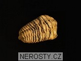 trilobit