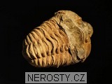 trilobit