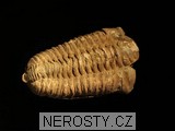 trilobit, MinasGerais