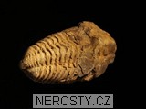 trilobit