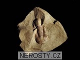 trilobit, MinasGerais