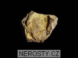 trilobit + illaenus sp. + ectillaenus? perovalis